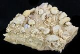 Exquisite Miniature Ammonite Fossil Cluster - France #31591-1